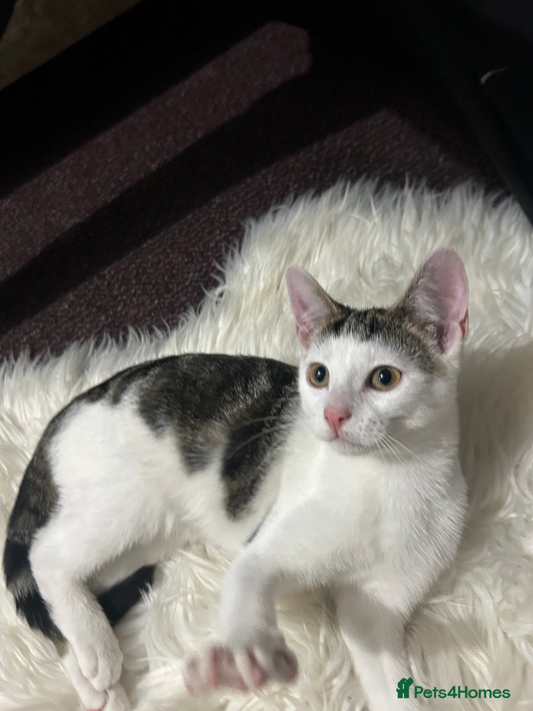 Toyger cats for sale: 4 beautiful Tabby kitties ready for new homes  - Advert 11