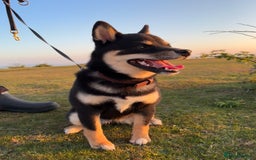 Japanese Shiba Inu dogs for sale: Beautiful Pedigree Shiba Inu (9 month old) - Image 4