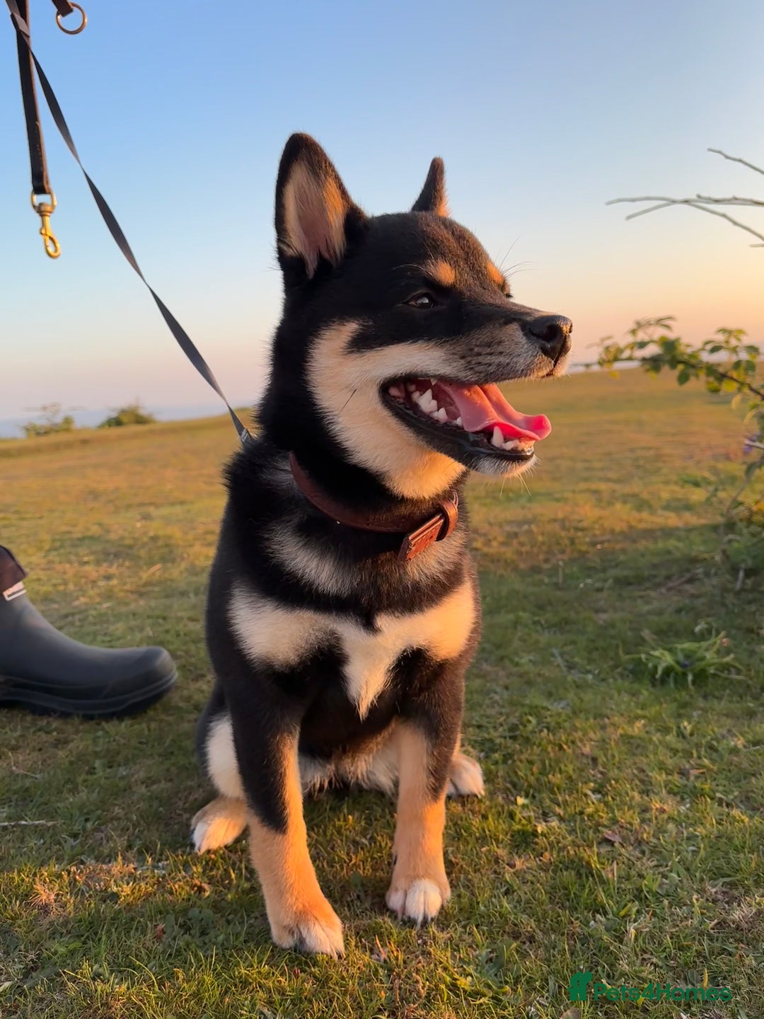 Japanese Shiba Inu dogs for sale: Beautiful Pedigree Shiba Inu (9 month old) - Image 4