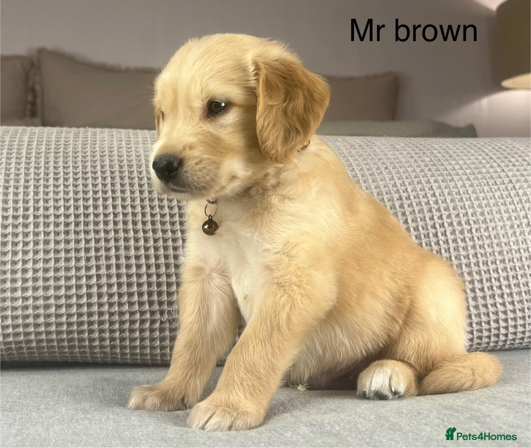 Golden Retriever dogs for sale: KC GOLDENS FROM HIP ELBOW DNA GOOD LINEAGE - Advert 13