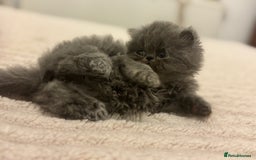 Persian cats for sale: GCCF SOLID BLUE PERSIAN PRINCESSES  - Image 3