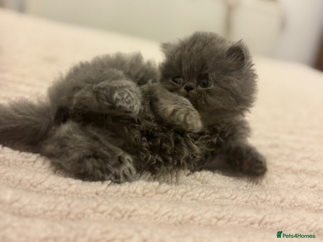 Persian cats for sale: GCCF SOLID BLUE PERSIAN PRINCESSES  - Image 3