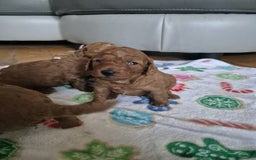 Sproodle dogs for sale: Stunning red and black sproodles rare red colour  - Image 6