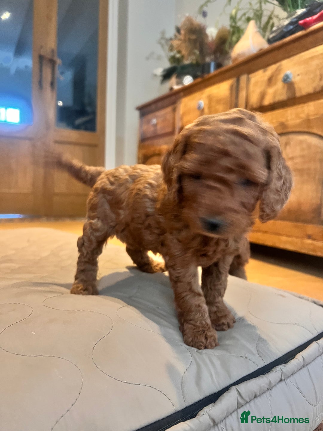 Cockapoo dogs for sale: Adorable cockapoo puppies ready 23.12.25   - Advert 10