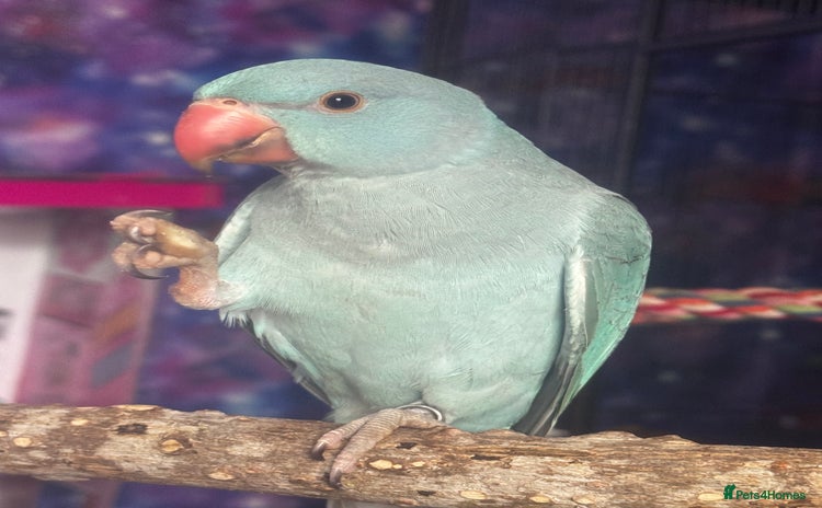Ringnecks birds - Advert 1