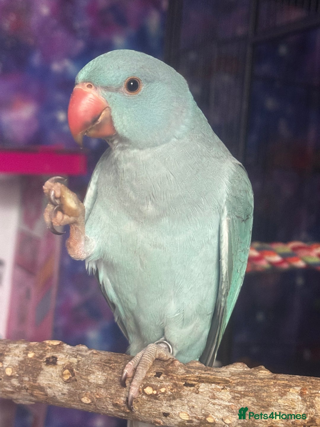 Ringnecks birds for sale: Blue male Indian ringneck and cage  - Image 1
