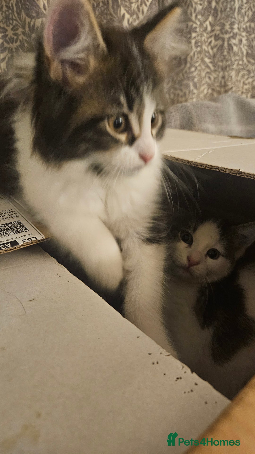 Maine Coon cats for sale: Beautiful Female Mixed Maine Coon kittens - Advert 13