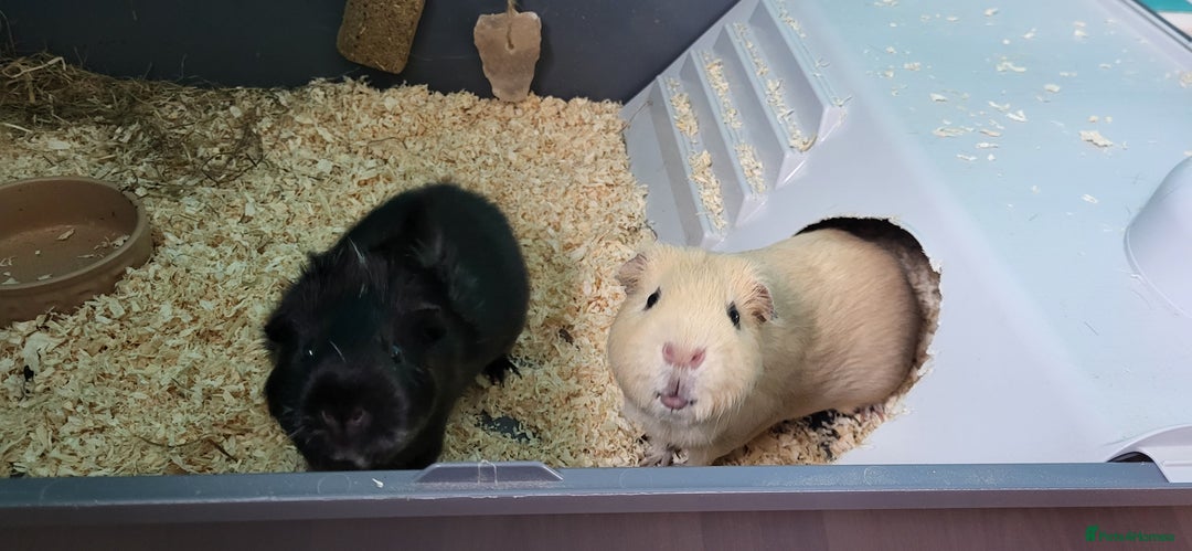 Guinea Pig rodents for sale: 2 Male Guinea pigs in need of a new home!  - Image 4