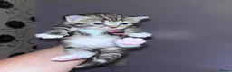 Mixed Breed cats for sale: Kittens  in Gillingham - Advert 20