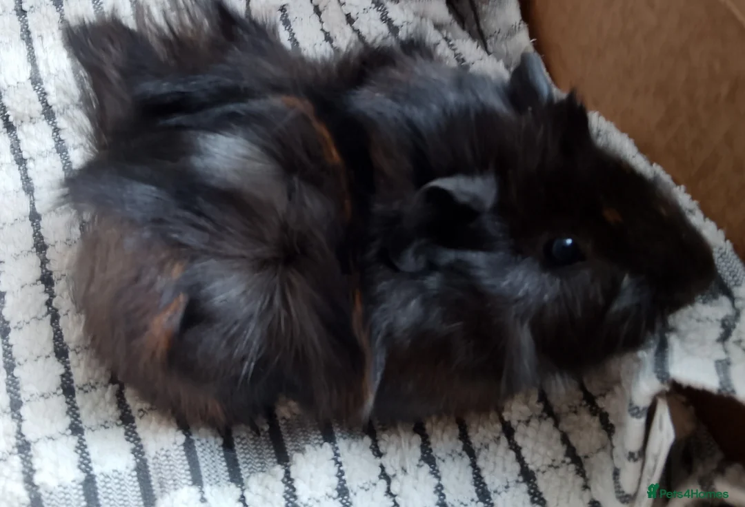 Guinea Pig rodents for sale: 2 baby guinea boars looking for new homes - Advert 4