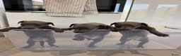Whippet dogs for sale: KC Whippet Puppies  in Chesterfield - Advert 25