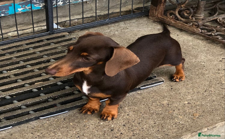 Miniature Dachshund dogs in Catterick Garrison - Advert 9
