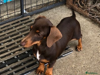 Miniature Dachshund dogs in Catterick Garrison - Advert 5