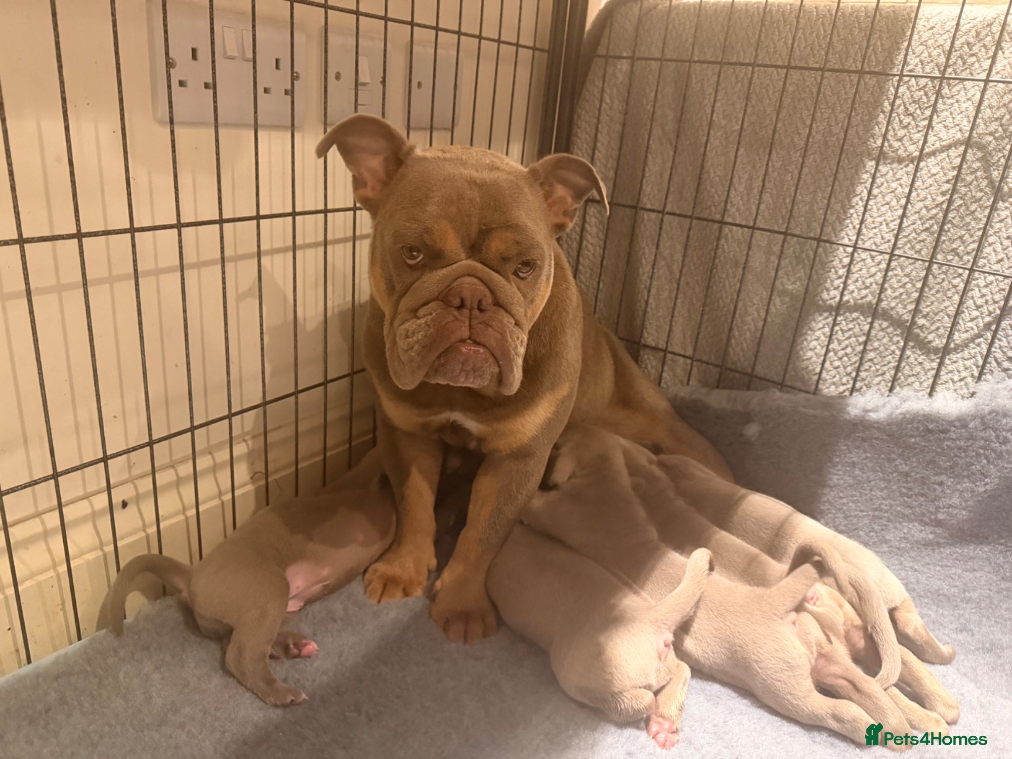 Mixed Breed dogs Beautiful Bullmaraner Puppies x 5  - Advert 2