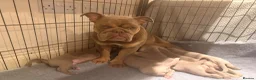 Mixed Breed dogs for sale: Beautiful Bullmaraner Puppies x 5  - Advert 2