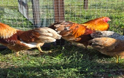 Chickens poultry for sale: Wyandotte Bantams  - Image 4