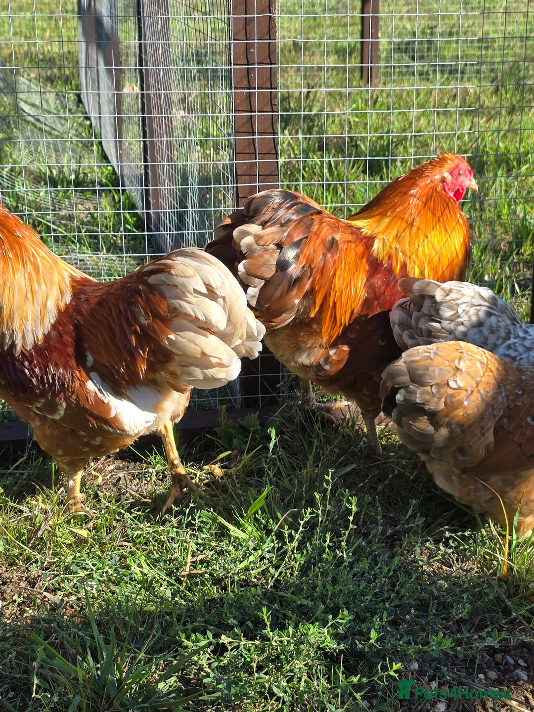 Chickens poultry for sale: Wyandotte Bantams  - Image 4
