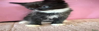 Mixed Breed 1