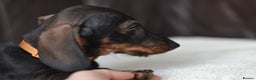 Miniature Dachshund dogs for sale: KC Reg Miniature Dachshund Wire Haired Boy - Advert 3