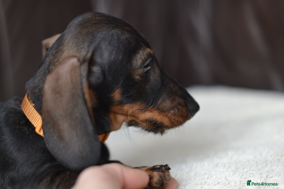 Miniature Dachshund dogs for sale: KC Reg Miniature Dachshund Wire Haired Boy - Advert 3