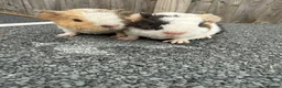 Guinea Pig rodents for sale: Teddy guinea pigs  in Carlisle - Advert 27
