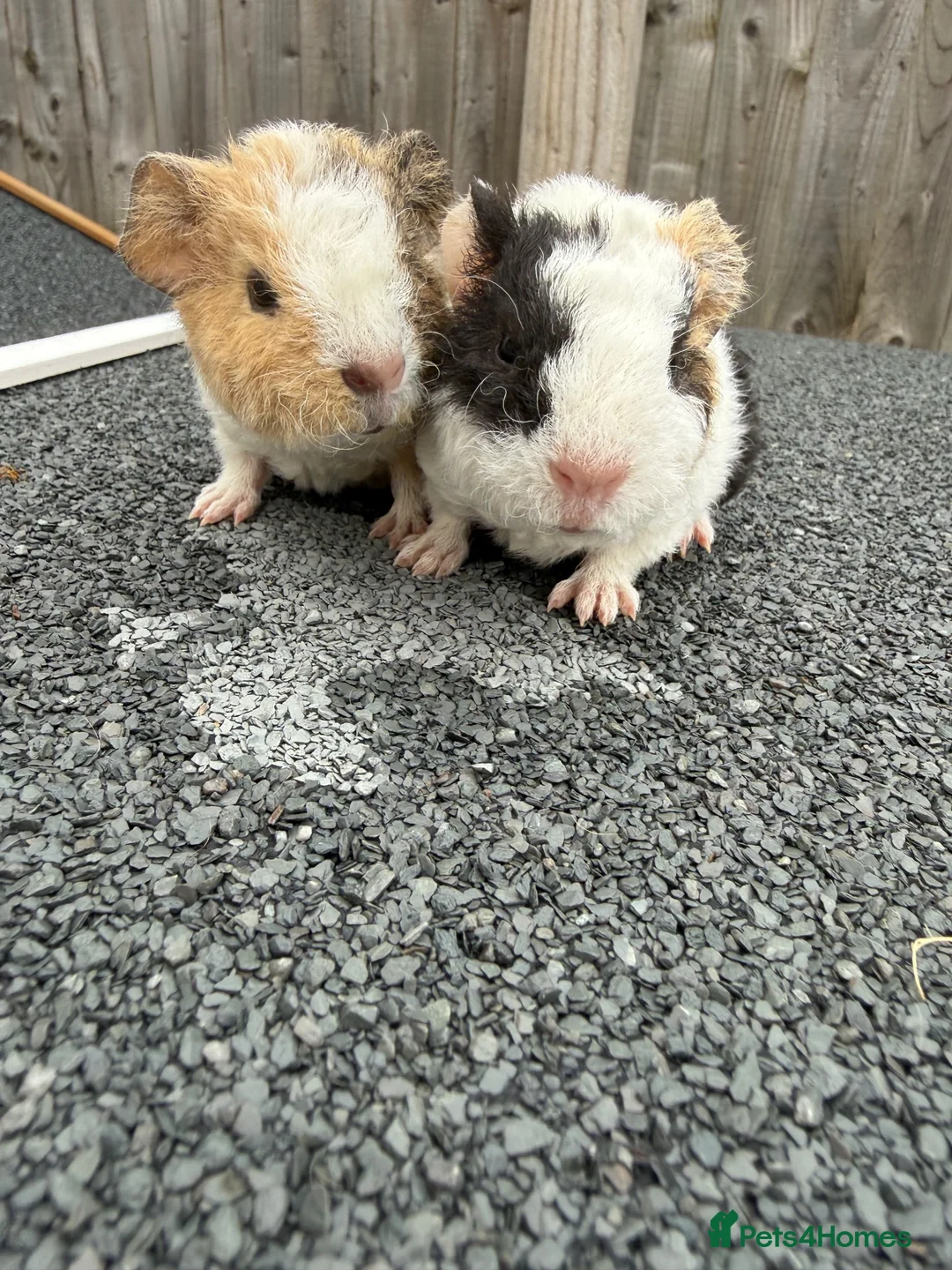 Guinea Pig rodents for sale: Teddy guinea pigs  in Carlisle - Advert 27