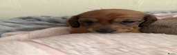 Miniature Dachshund dogs for sale: 5 beautiful miniature dachshund  - Advert 26