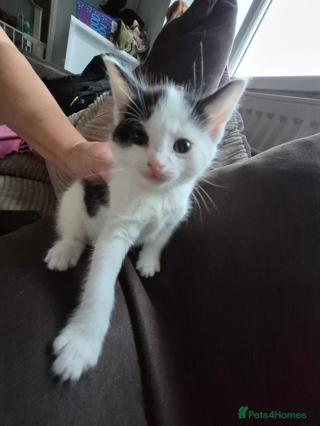 Mixed Breed cats for sale: Beautiful kittens ready now - Advert 3