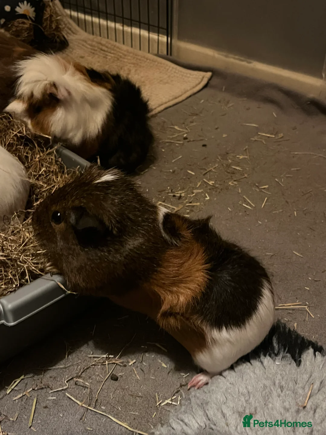 Guinea Pig rodents for sale: guinea pigs!  - Advert 2