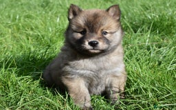 Siberian Husky dogs for sale: Beautiful Chowski puppies  - Image 21