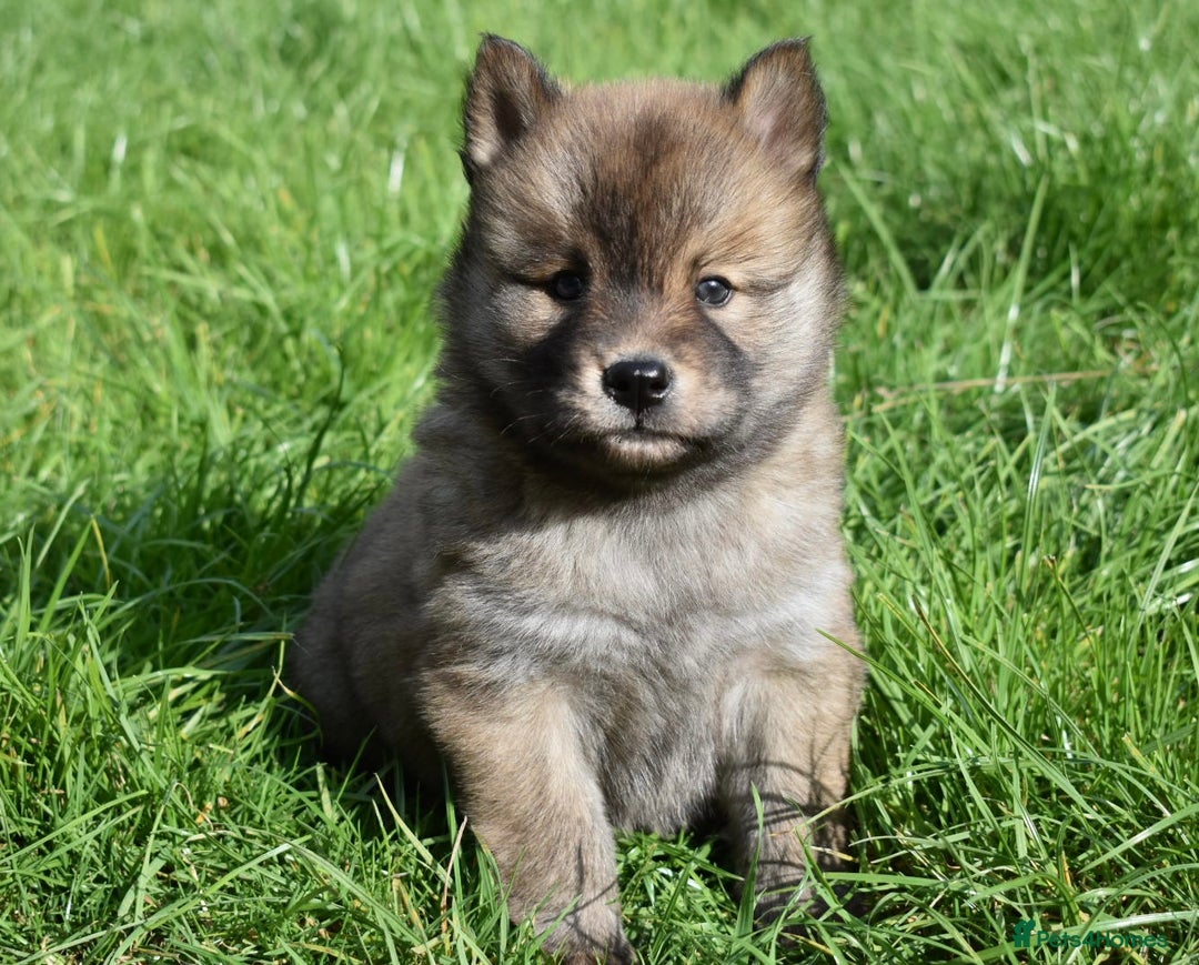 Siberian Husky dogs for sale: Beautiful Chowski puppies  - Image 21