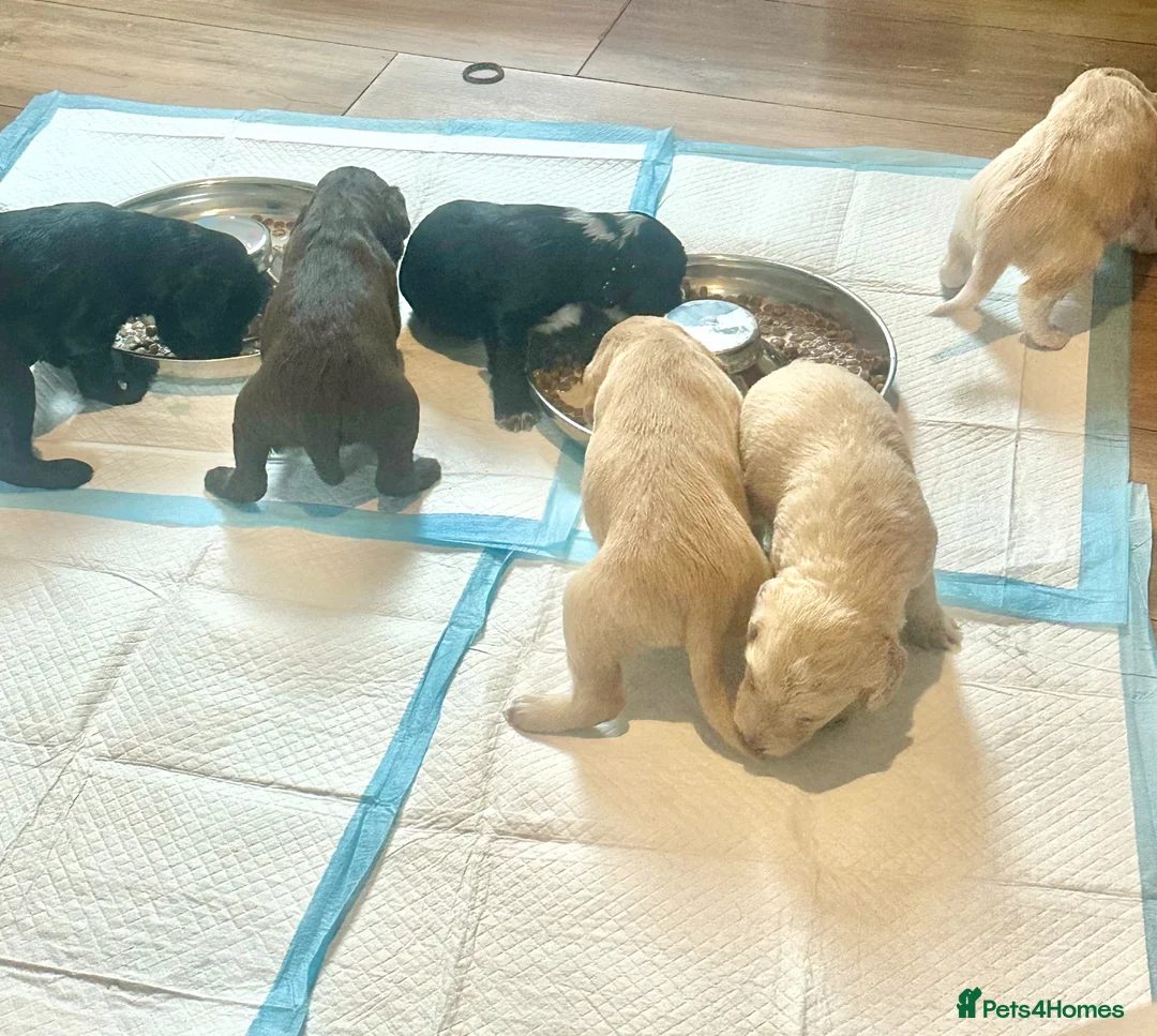 Cockapoo dogs for sale: Adorable F1b Cockapoo puppies  - Advert 1