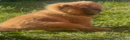 Chow Chow dogs for sale: KC chow chow  - Advert 2