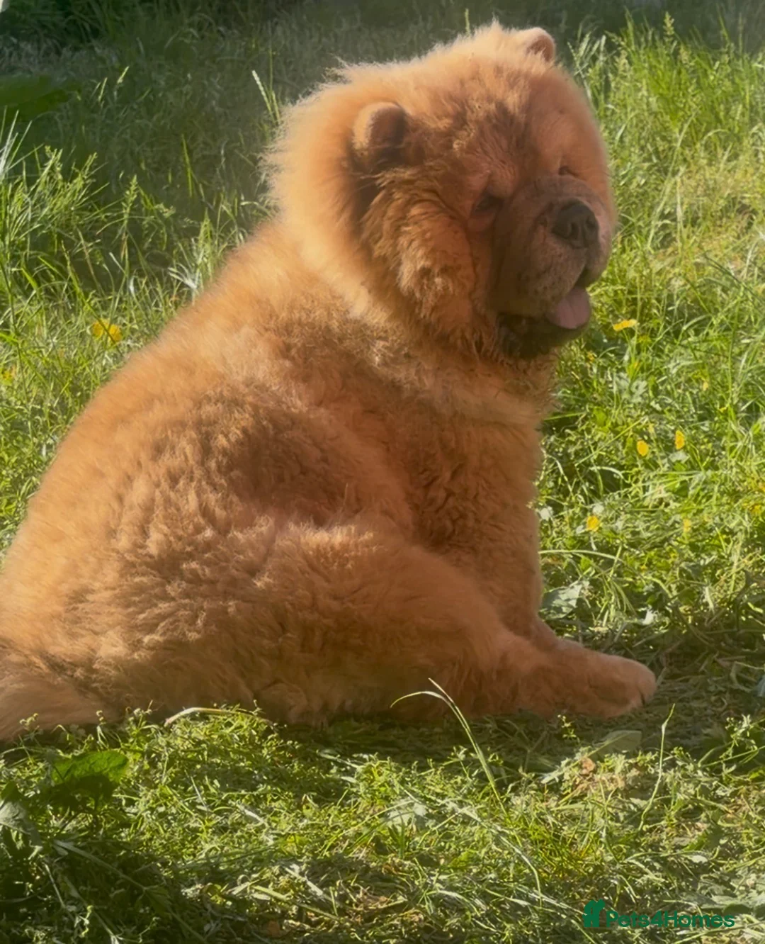 Chow Chow dogs for sale: KC chow chow  - Advert 2