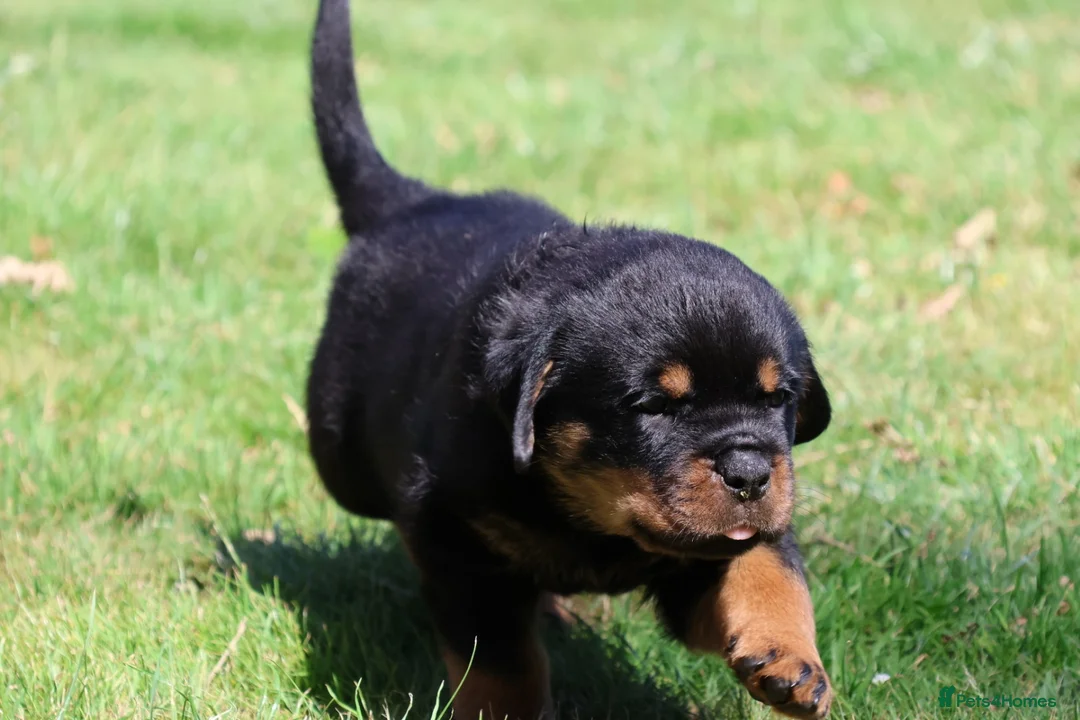 Rottweiler dogs for sale: Stunning KC reg puppies - Advert 2