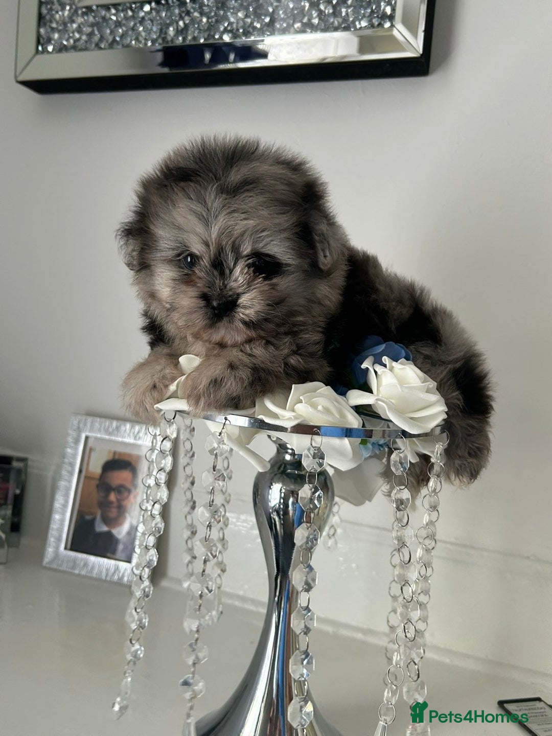 Pomeranian dogs for sale: TINY MARBLE POMERANIAN GIRL  - Image 8