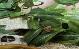 Corn Snake reptiles for sale: Amel corn snake - Image 3