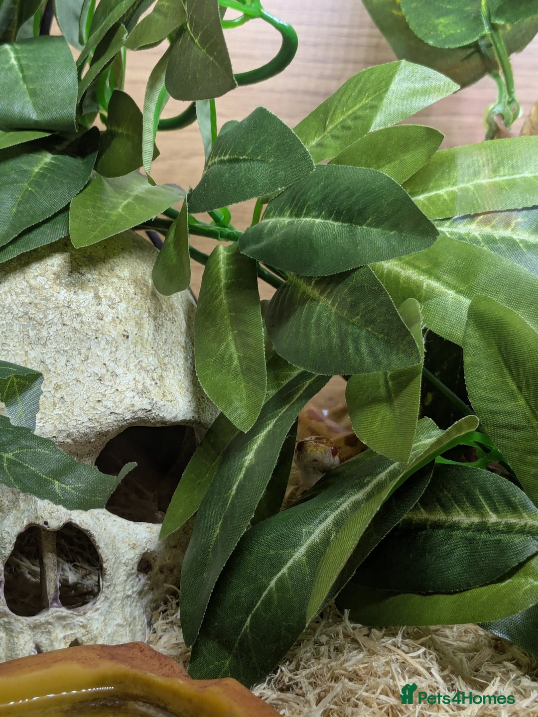 Corn Snake reptiles for sale: Amel corn snake - Image 3