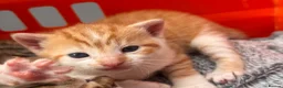 Mixed Breed cats for sale: Kittens easy to go  - Advert 9