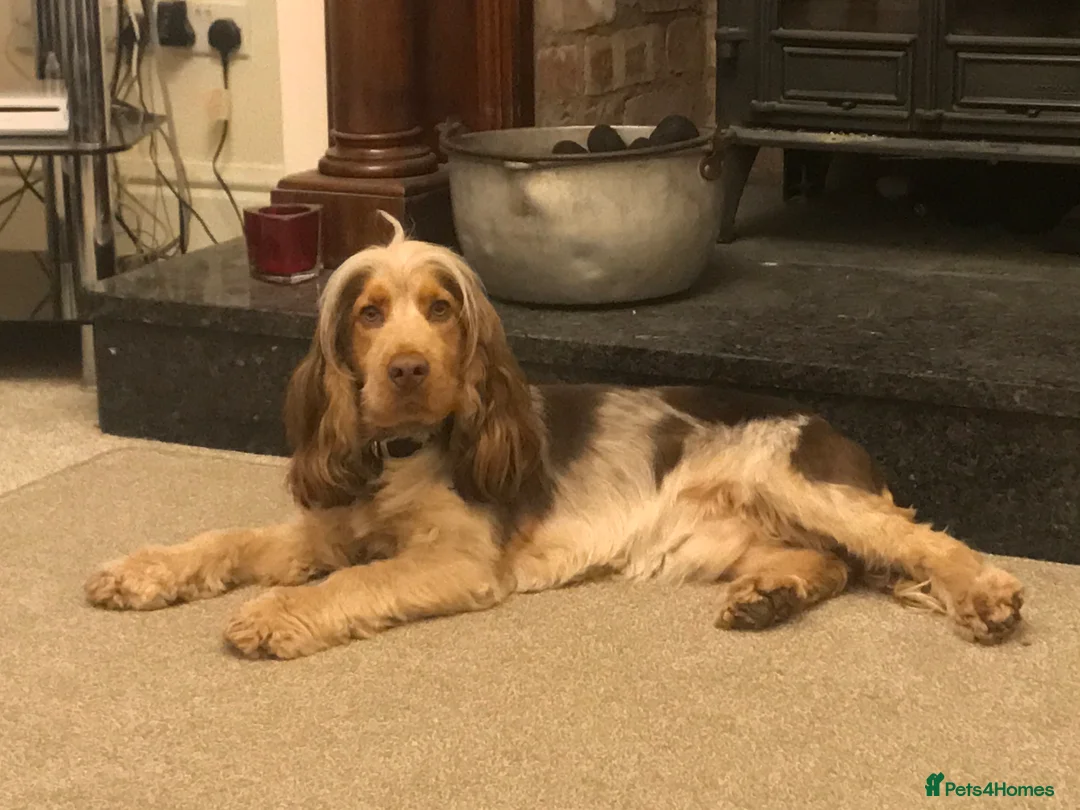 Cocker Spaniel dogs for stud: KC ‘Best Practice’ Health 🐾Show 🐾180+ pups born in Preston - Advert 10