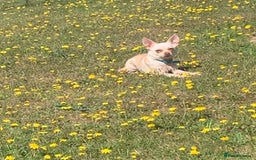 Chihuahua dogs for sale: 3 year old deer head Chihuahua bitch for sale - Advert 2