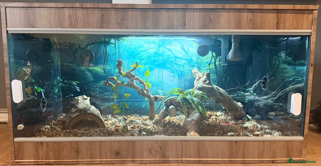 Boa Snake reptiles for sale: Boa Constrictor Male - Advert 5