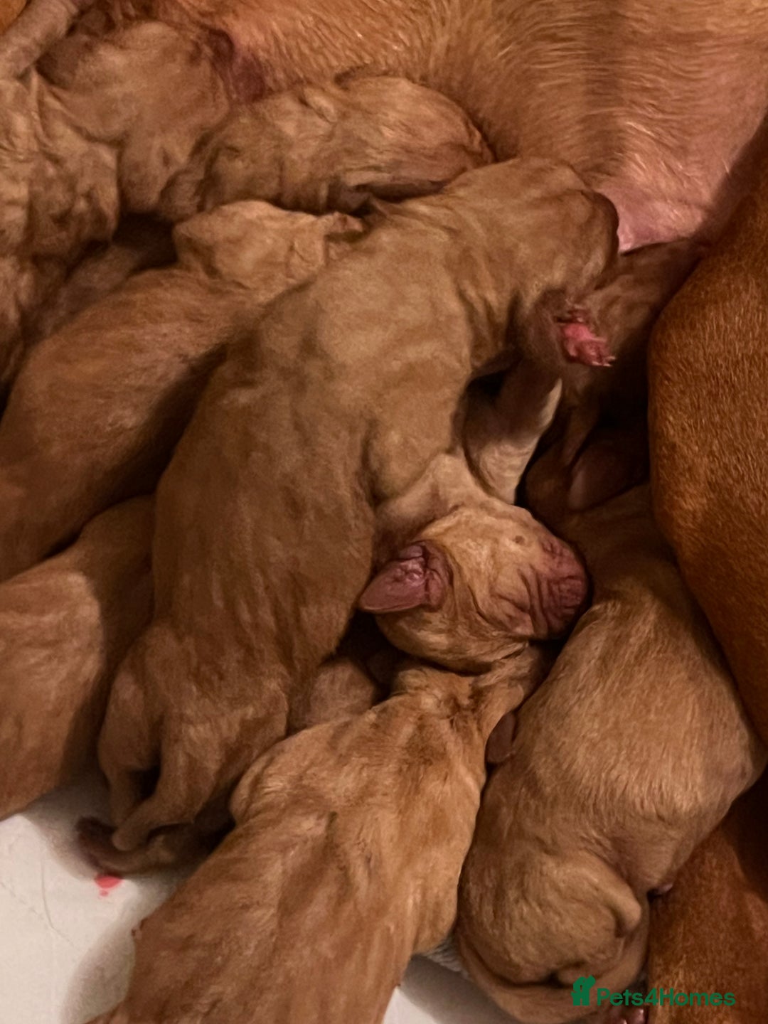 Hungarian Vizsla dogs for sale:  ❄️ Vizsla Pups Born 26/27th Dec ❄️ - Advert 10