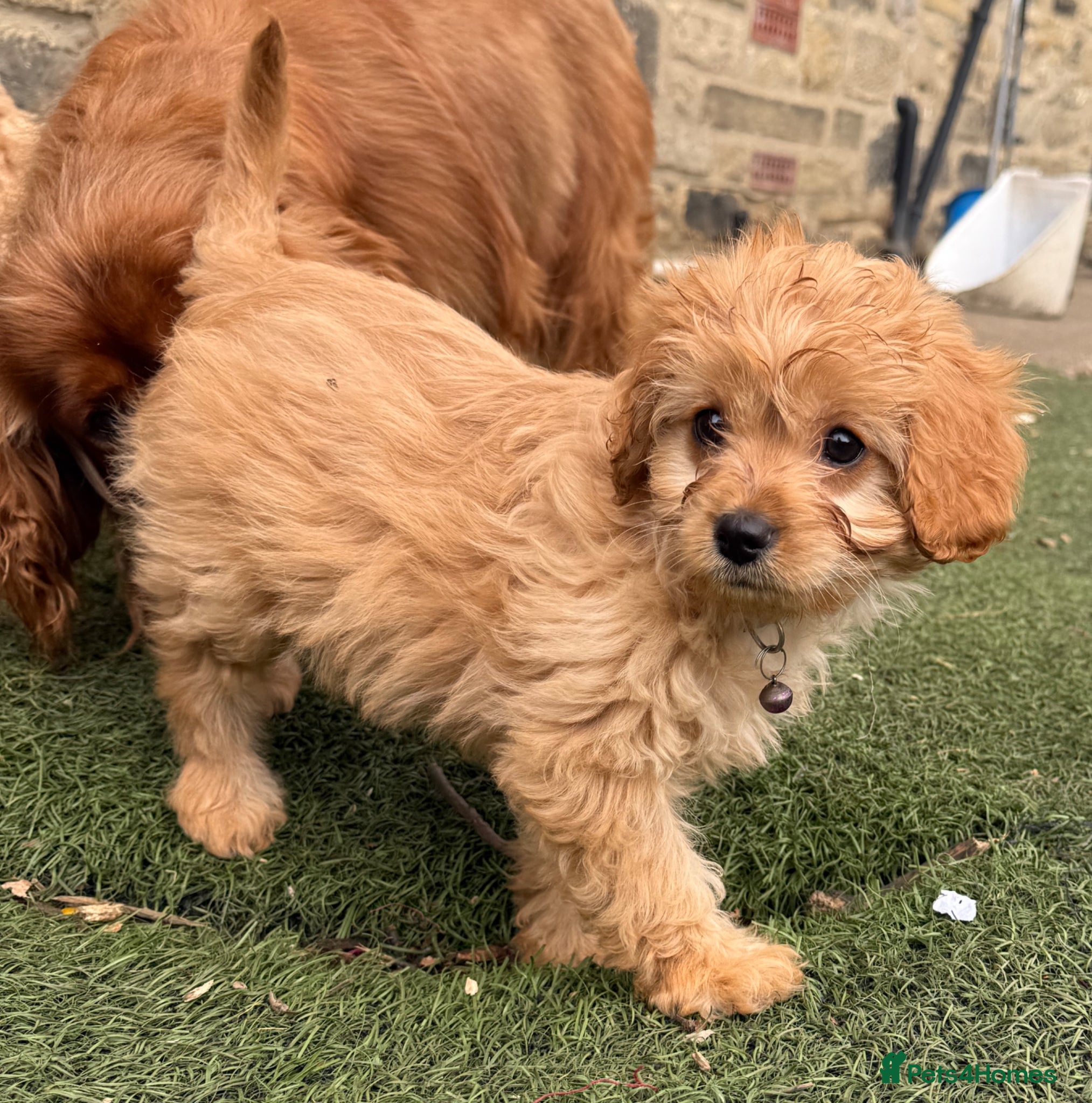 Cavapoo dogs Beautiful Health Tested Cavapoo Puppies - Advert 2
