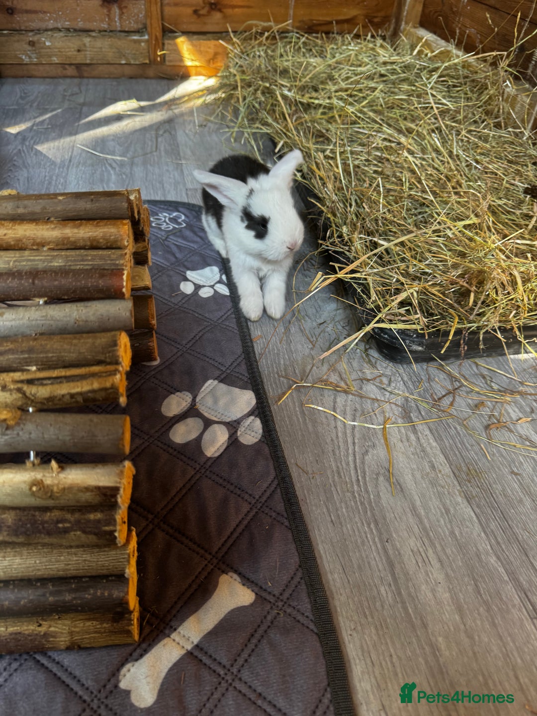 French Lop rabbits for sale: 🩵Stunning litter pure bred blue eye French lops🩵 - Image 10