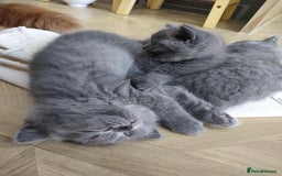 British Shorthair cats for sale: Beautiful fluffy British blue babies ready at  **  - Advert 8