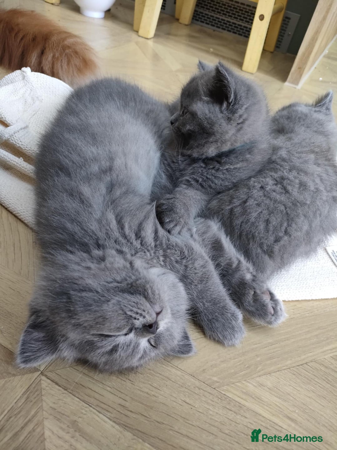 British Shorthair cats for sale: Beautiful fluffy British blue babies ready at  **  - Advert 8