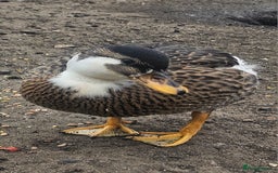 Ducks poultry for sale: 2 female call ducks  - Image 2