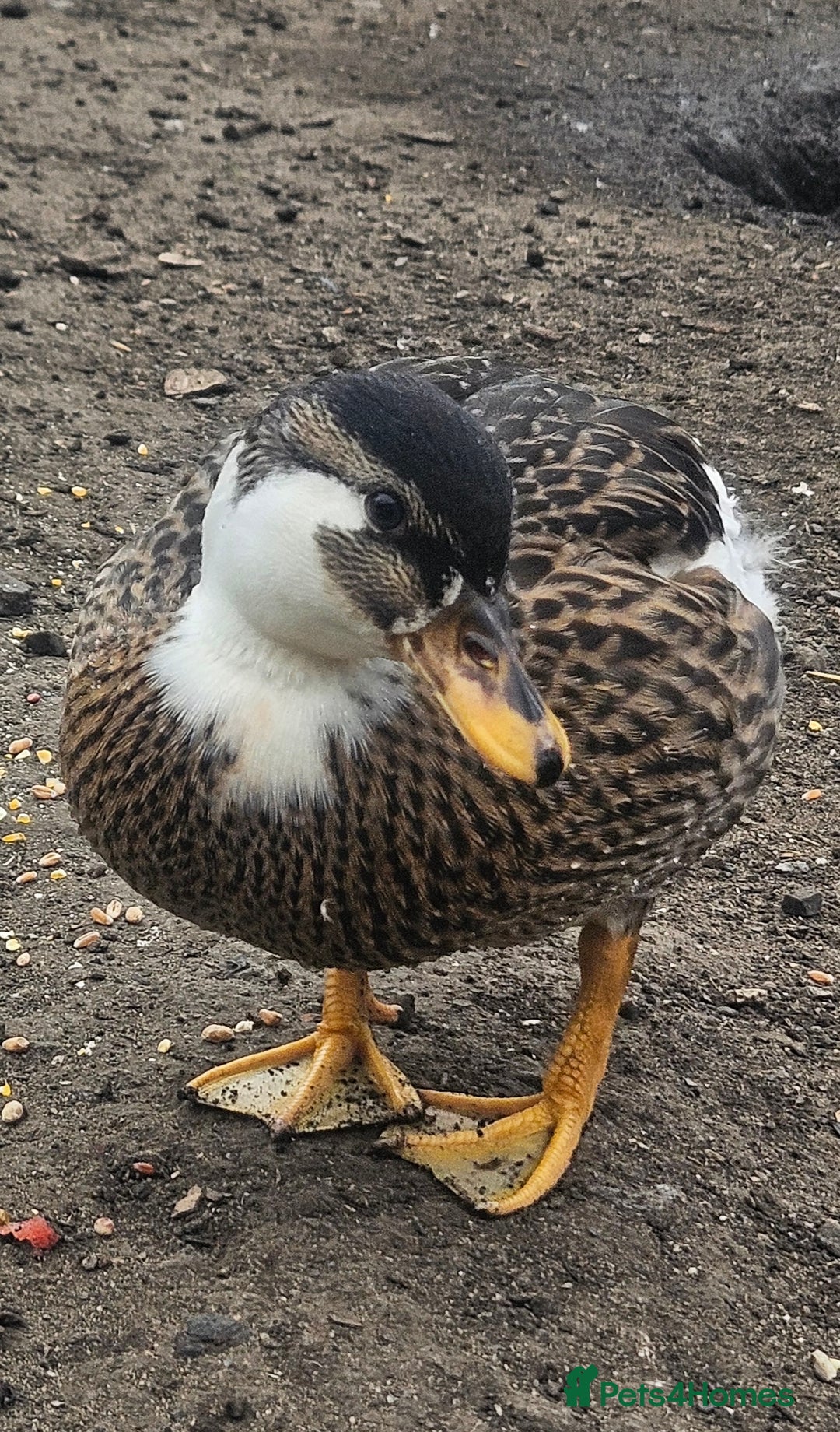 Ducks poultry for sale: 2 female call ducks  - Image 2