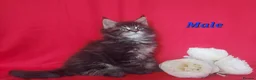 Maine Coon cats for sale: GCCF REGISTERED MAINE COON KITTENS FOR SALE  - Advert 17